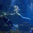 troc de troc *epuisés* pass famille aquarium de paris image 1