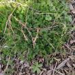 troc de troc plant de camomille romaine ou officinale (fleurs pompon) image 2