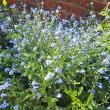 troc de troc graines de myosotis image 1
