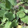 troc de troc plant de bourrache image 1