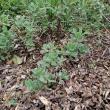 troc de troc plants de ciste rose image 0