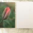 troc de troc carte tulipe en bouton & son enveloppe blanche image 1