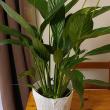 troc de troc plante spathiphyllum image 1