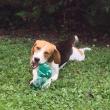 troc de troc cherche gardes régulières chien (beagle) en semaine 91 image 1
