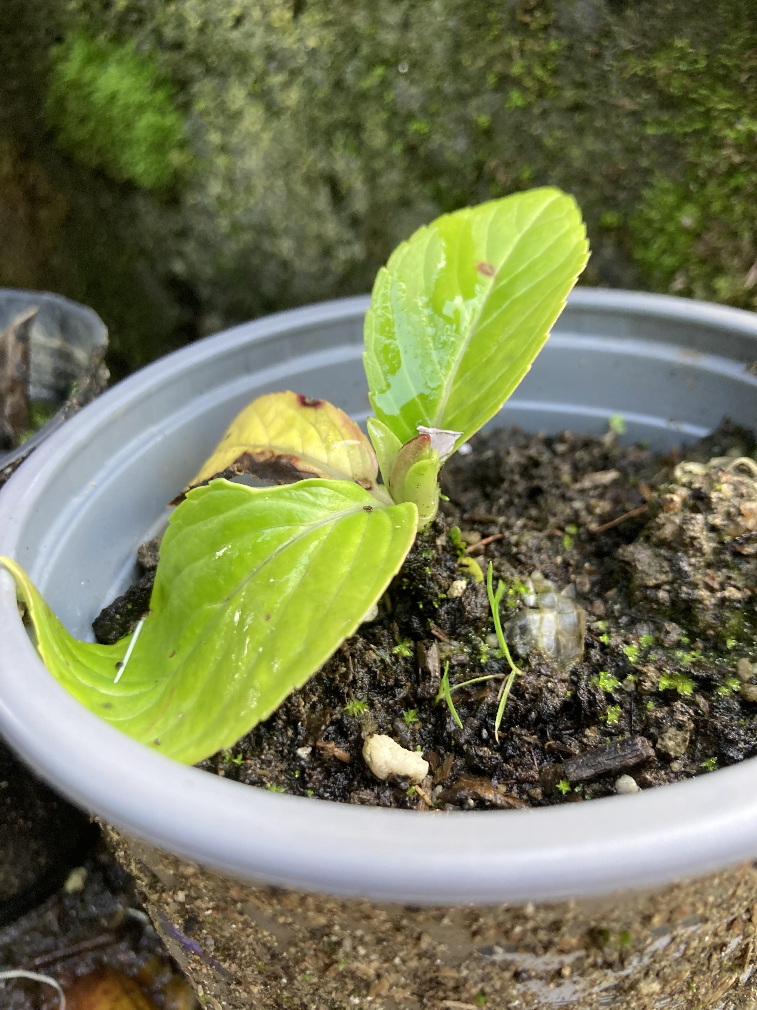 troc de troc réservé nonore13 hortensia bleu image 1