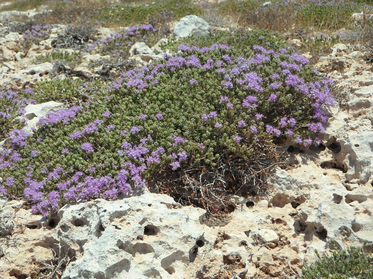 troc de troc recherche graines de thym serpolet rampant image 0