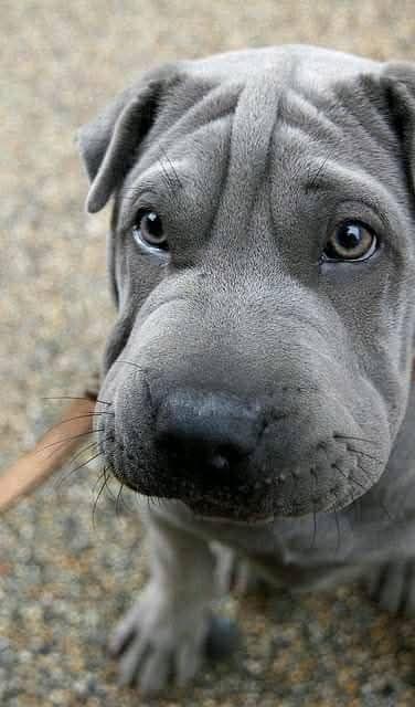 troc de troc lot pour frédéric arnese image 0