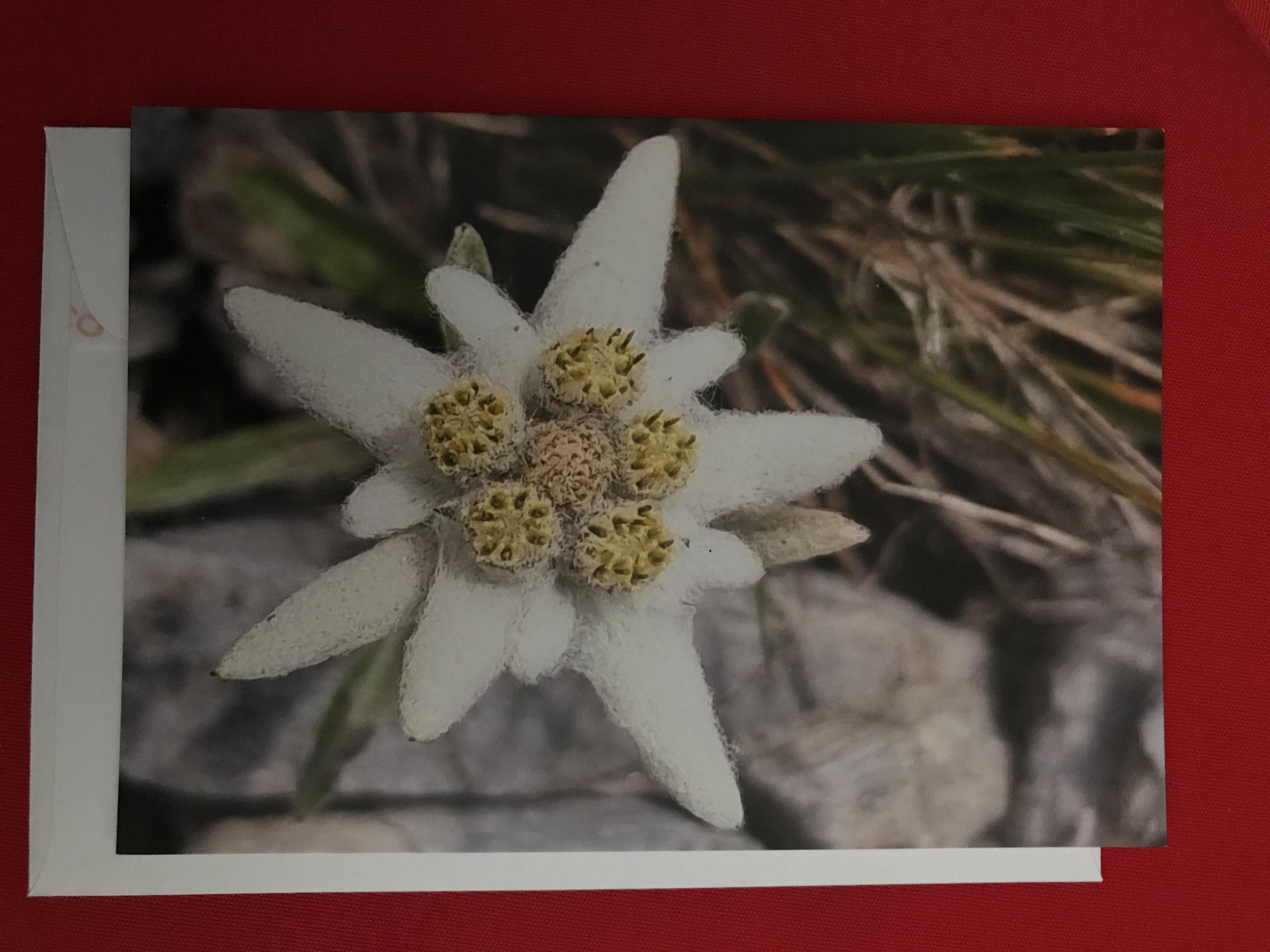 troc de troc carte " edelweiss des alpes " & son enveloppe blanche image 0