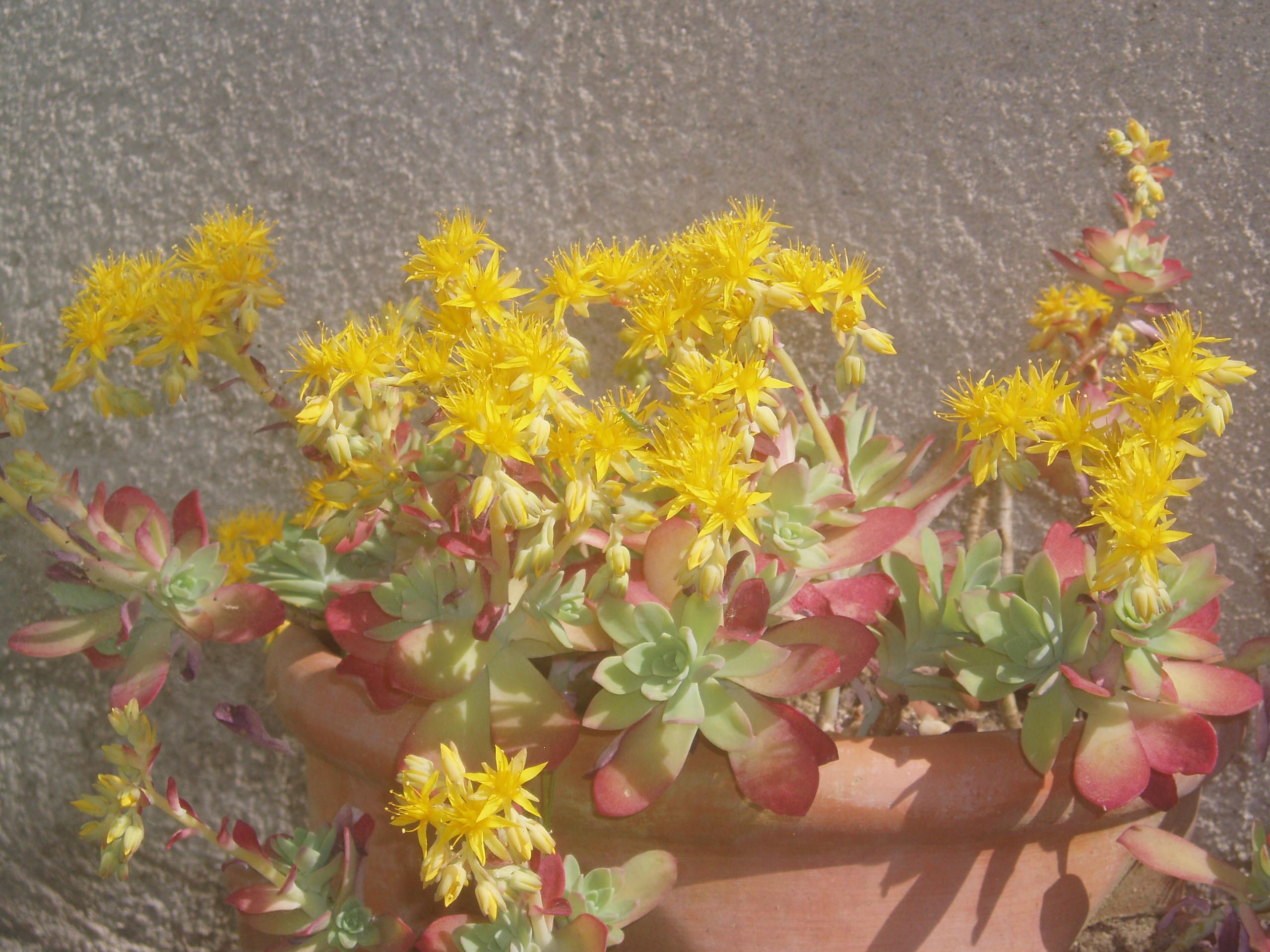 troc de troc plantes grasses / cactus image 2