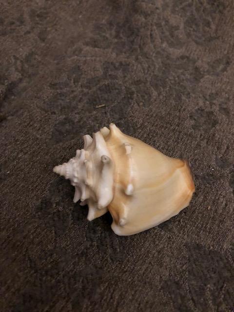 troc de troc coquillage longueur approx. 8,5cm image 0