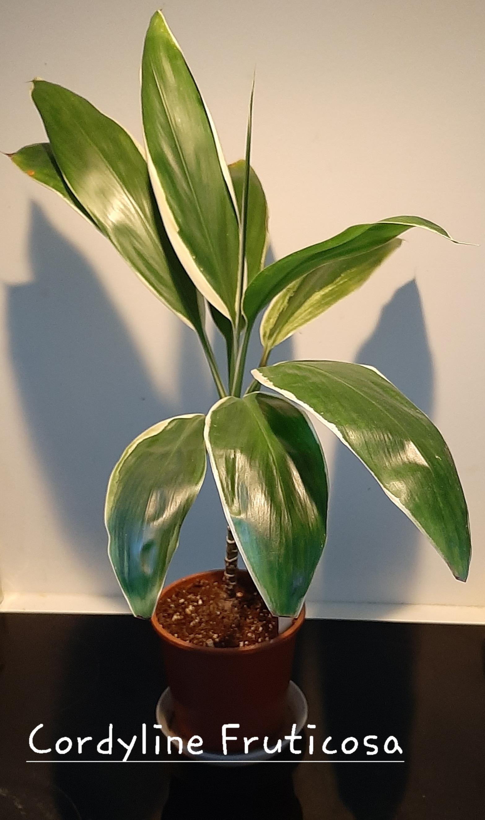 troc de troc cordyline image 0