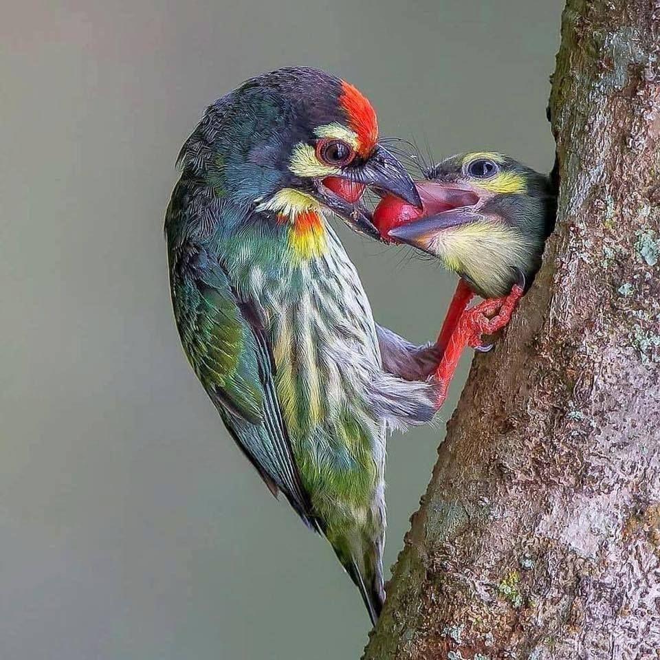 troc de troc colis pour ginkgo image 0