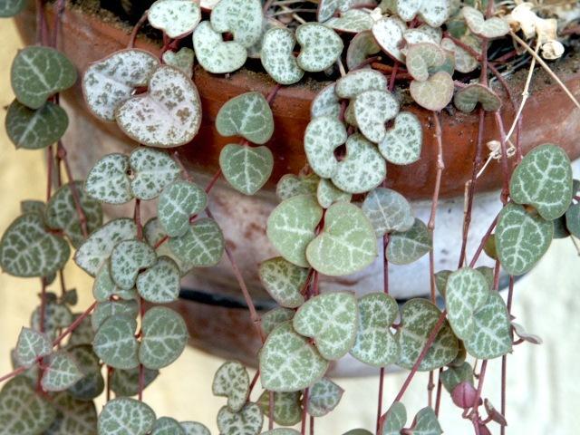 troc de troc je recherche quelques boutures de cette plante image 0