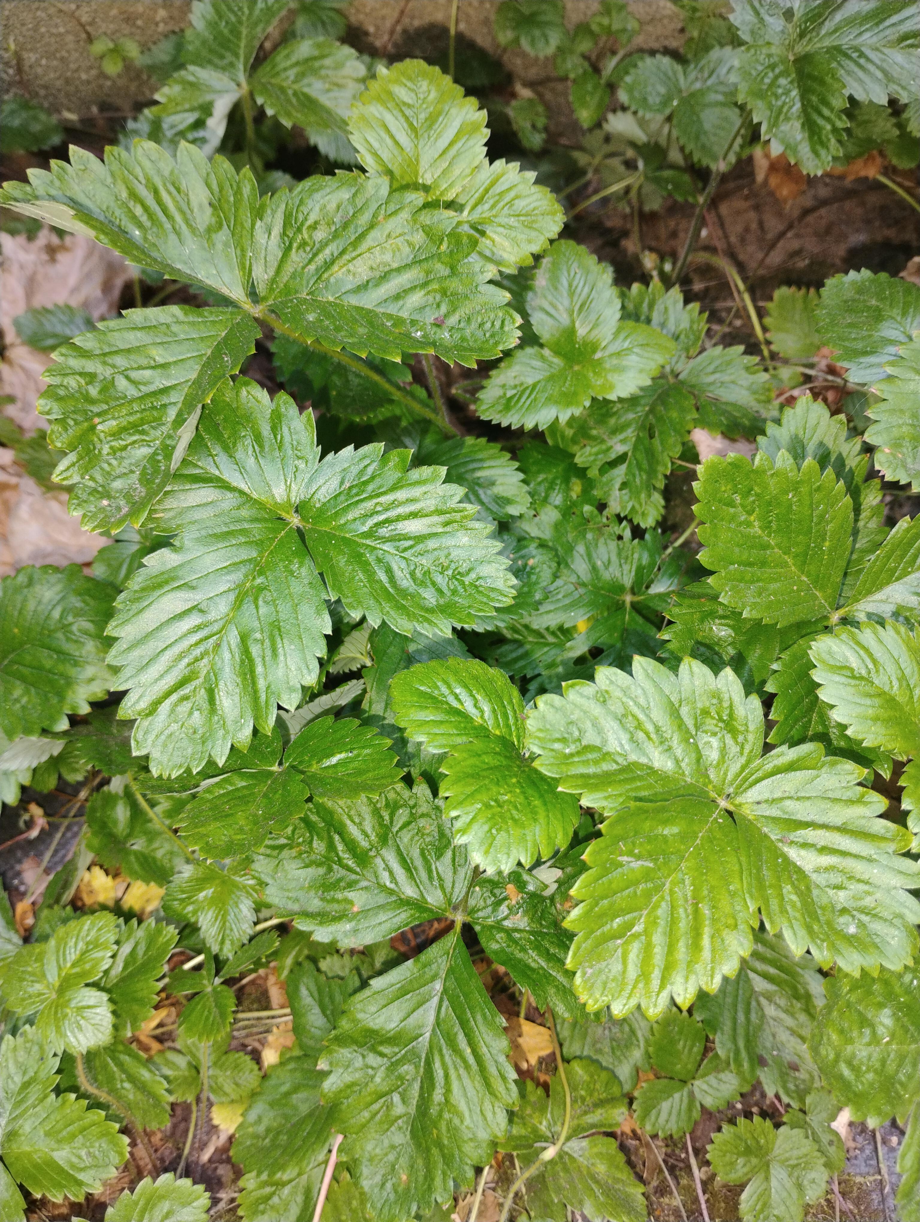 troc de troc plants de fraises des bois image 0