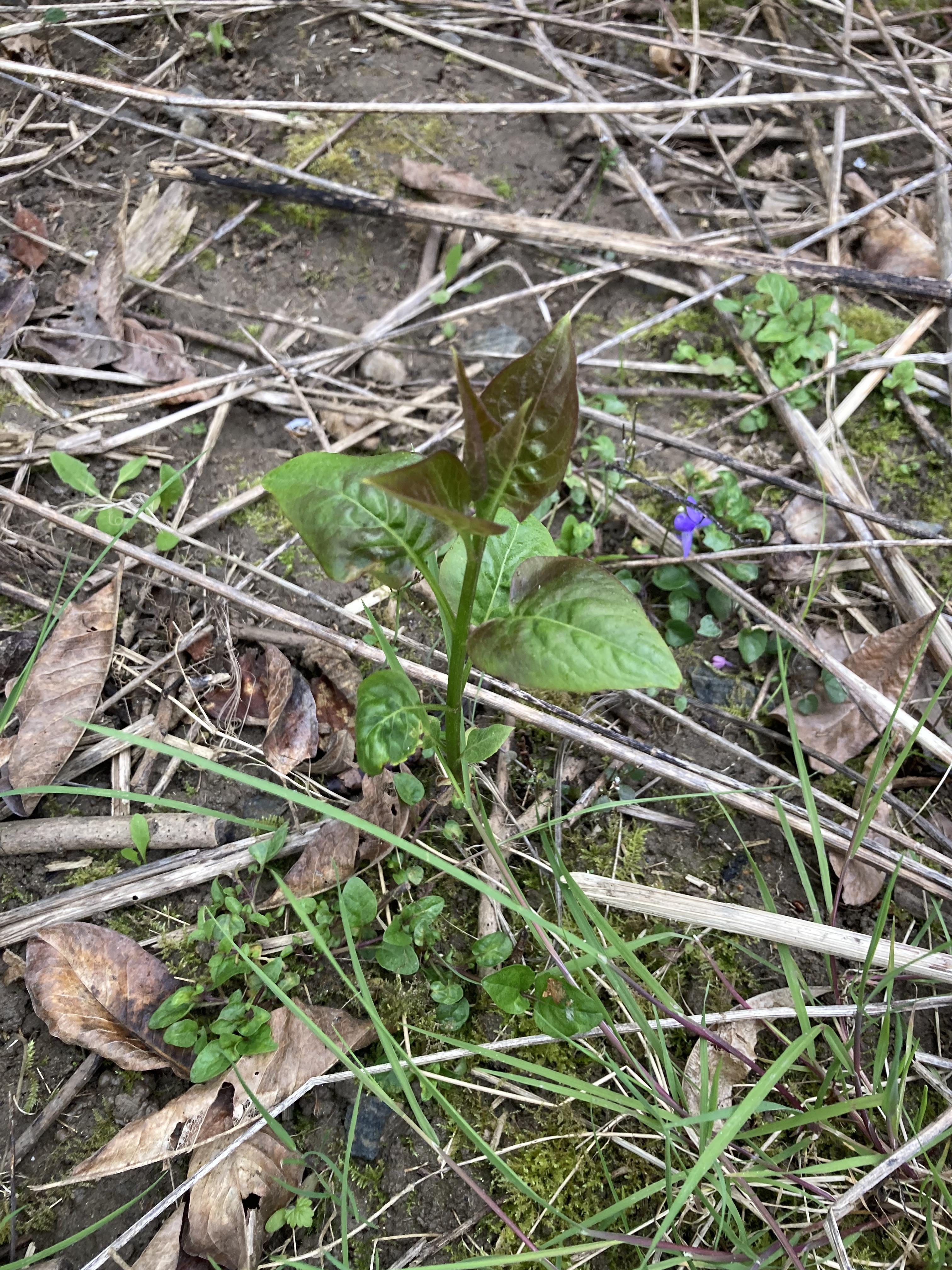 troc de troc bouture de lilas image 0