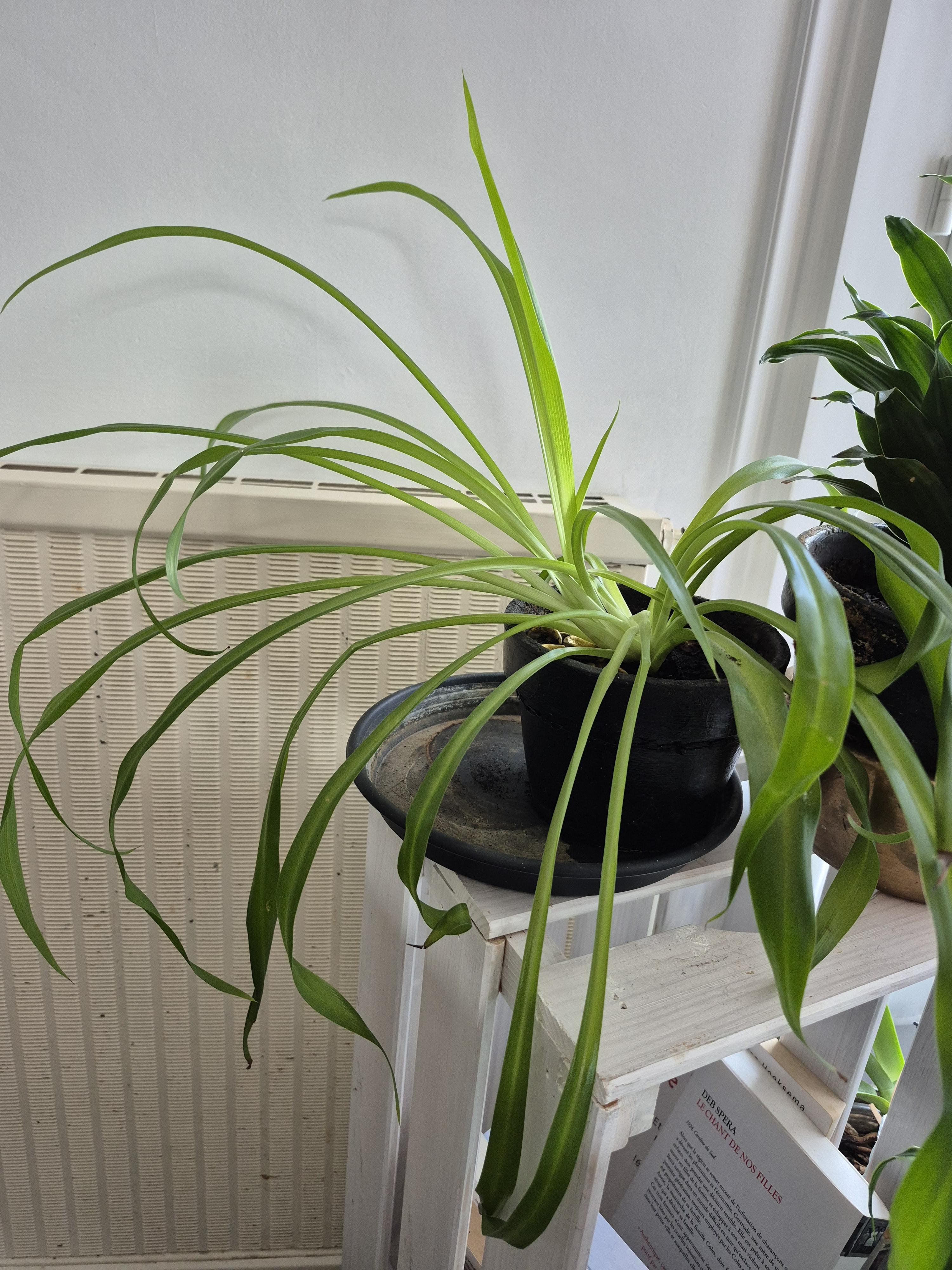 troc de troc plante verte image 0