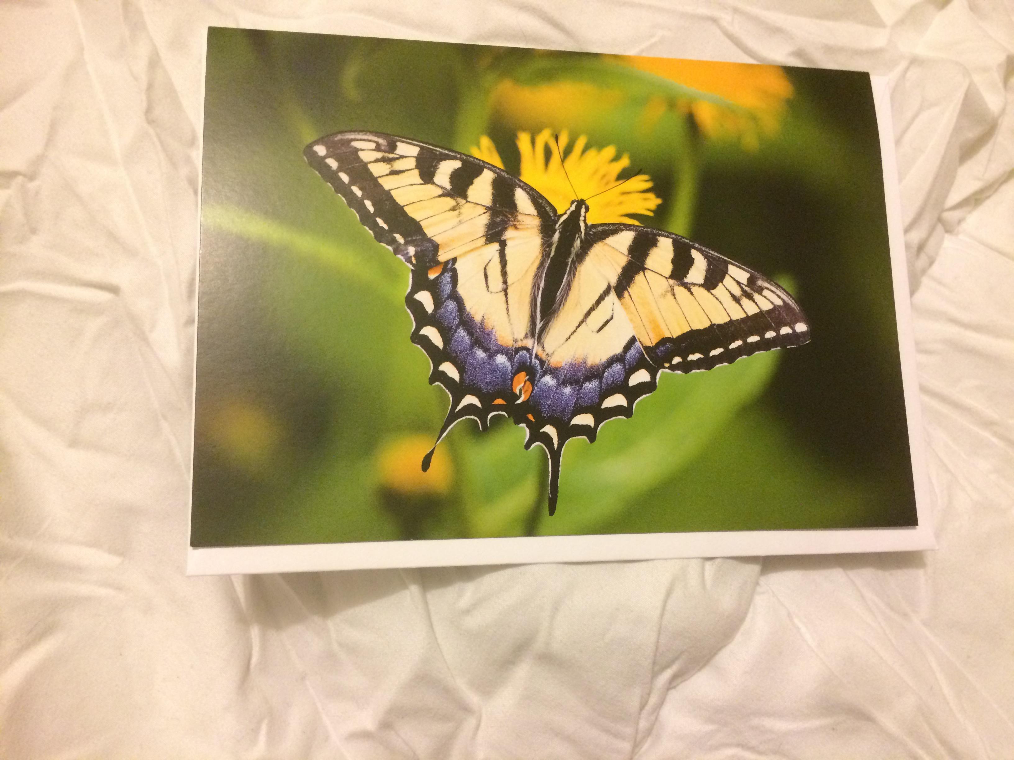troc de troc grande carte papillon butinant & son enveloppe blanche image 0