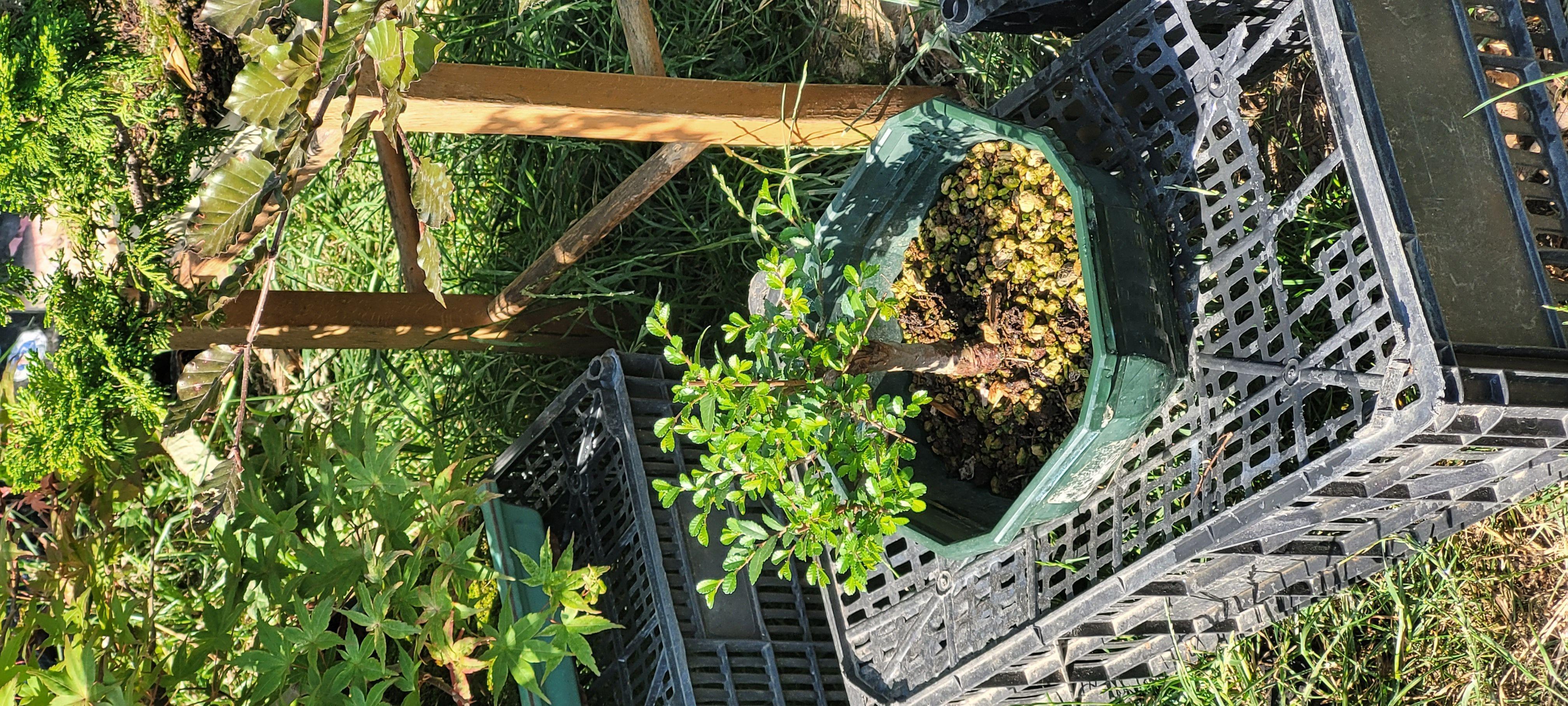 troc de troc prêt arbre en pot image 0