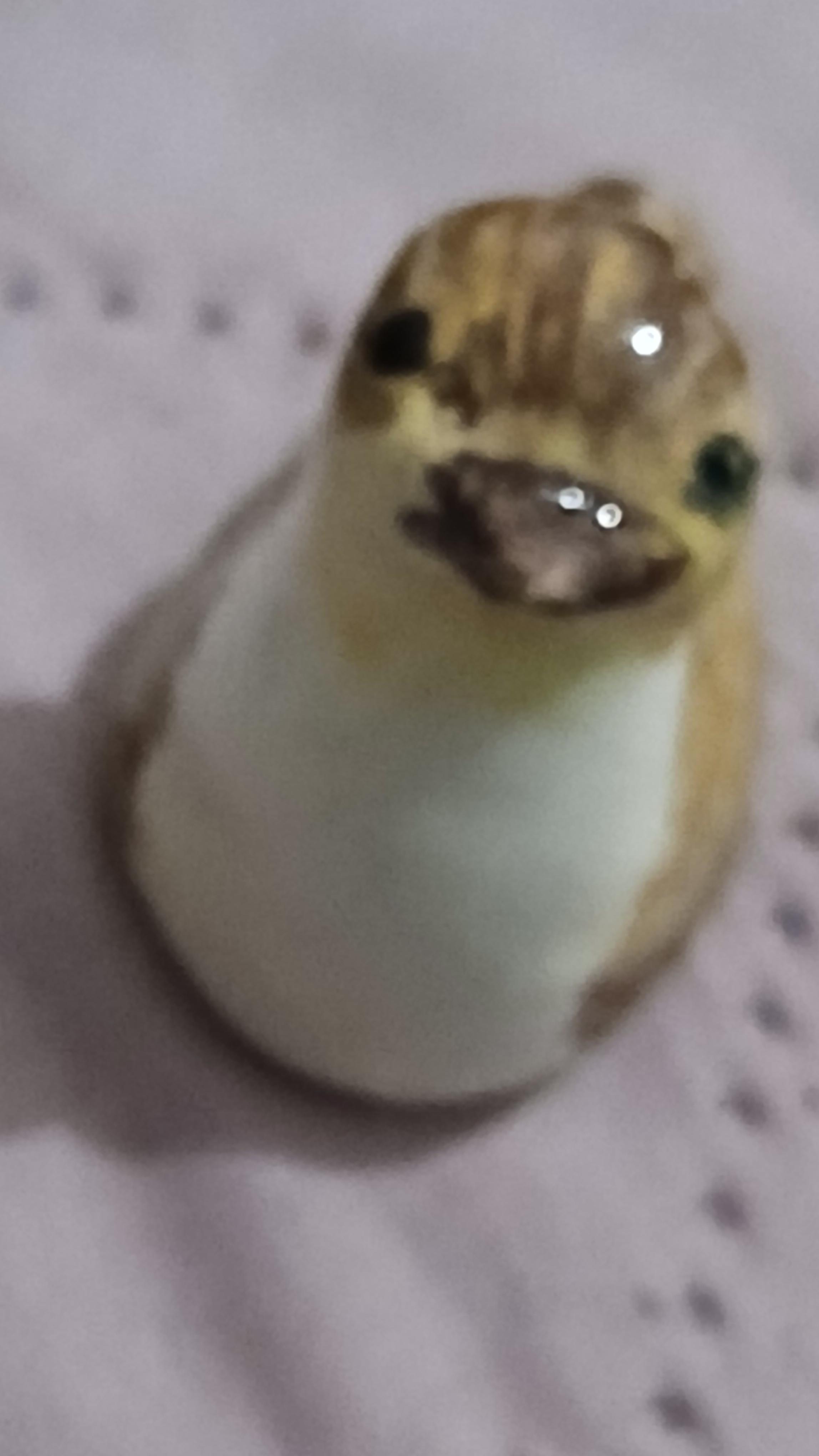 troc de troc une fève image 0