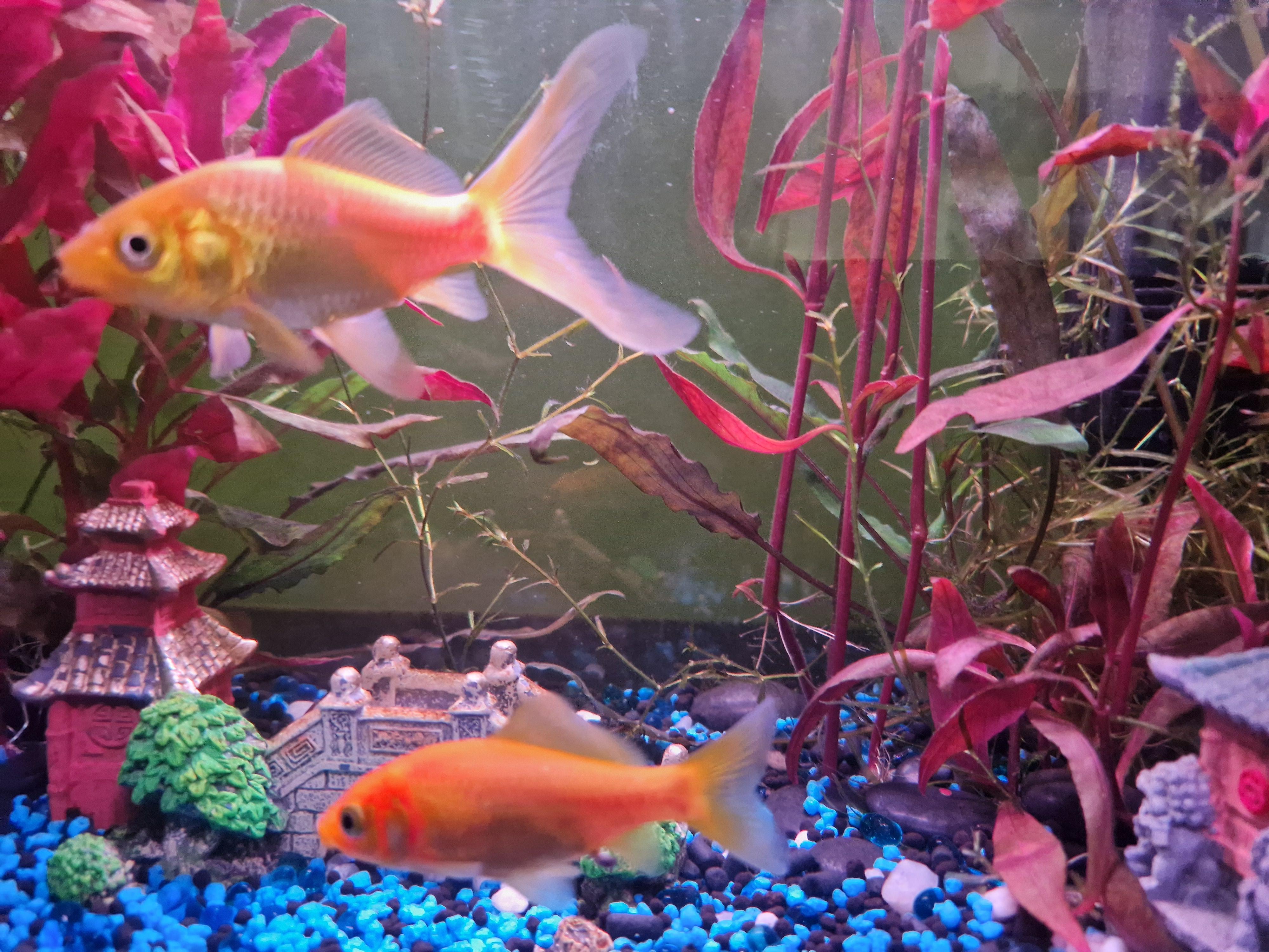 troc de troc Échange deux poissons rouges contre petits poissons image 0