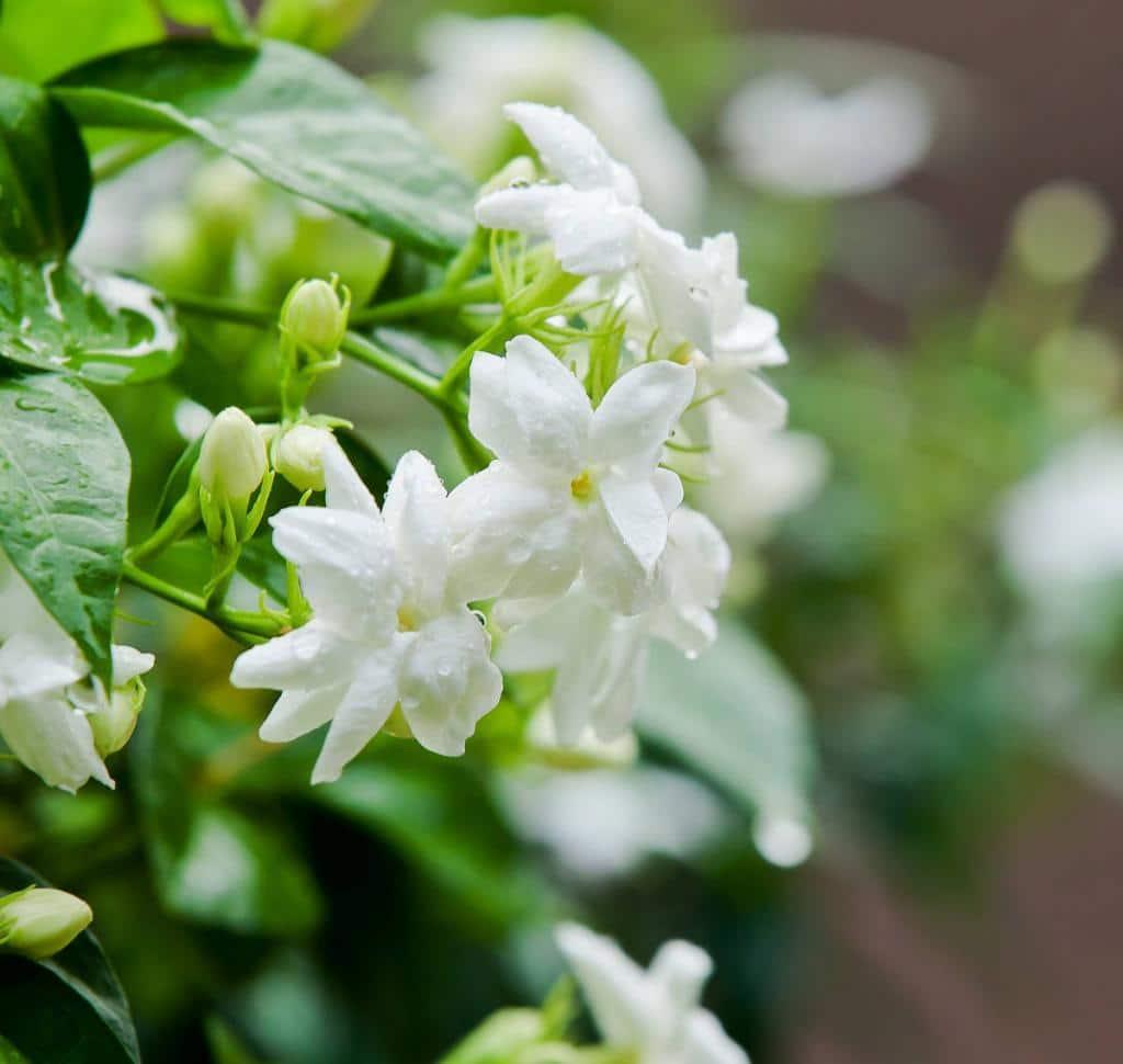 troc de troc jasmin vivace image 0