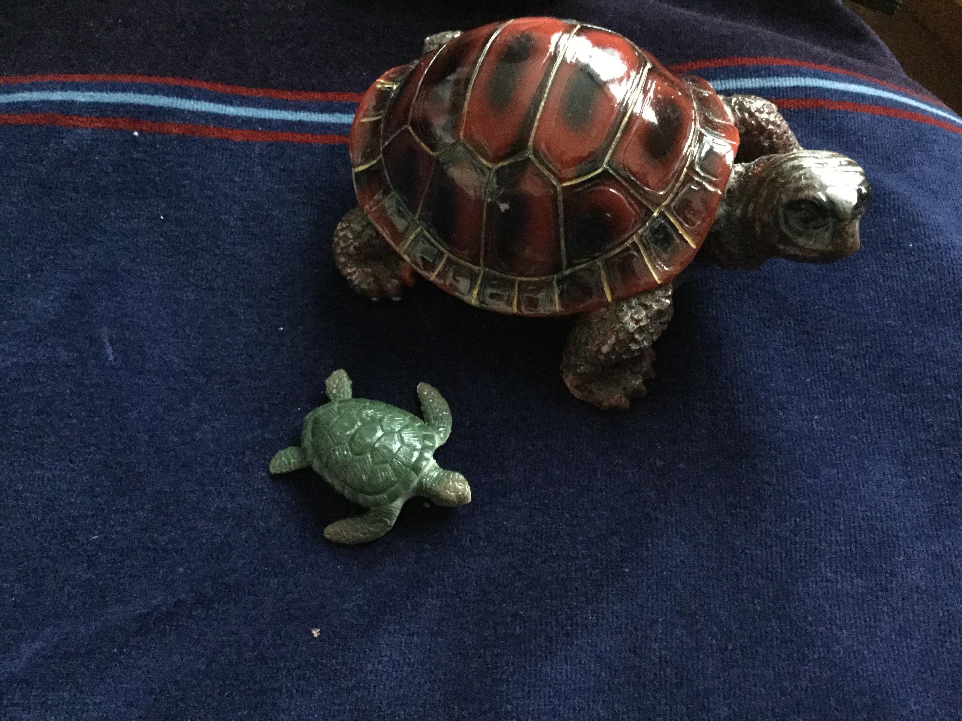 troc de troc tortues image 0