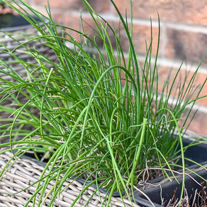 troc de troc graines de ciboulette image 0