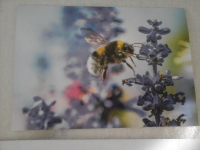 troc de troc carte abeille butinant fleurs & son enveloppe blanche image 0