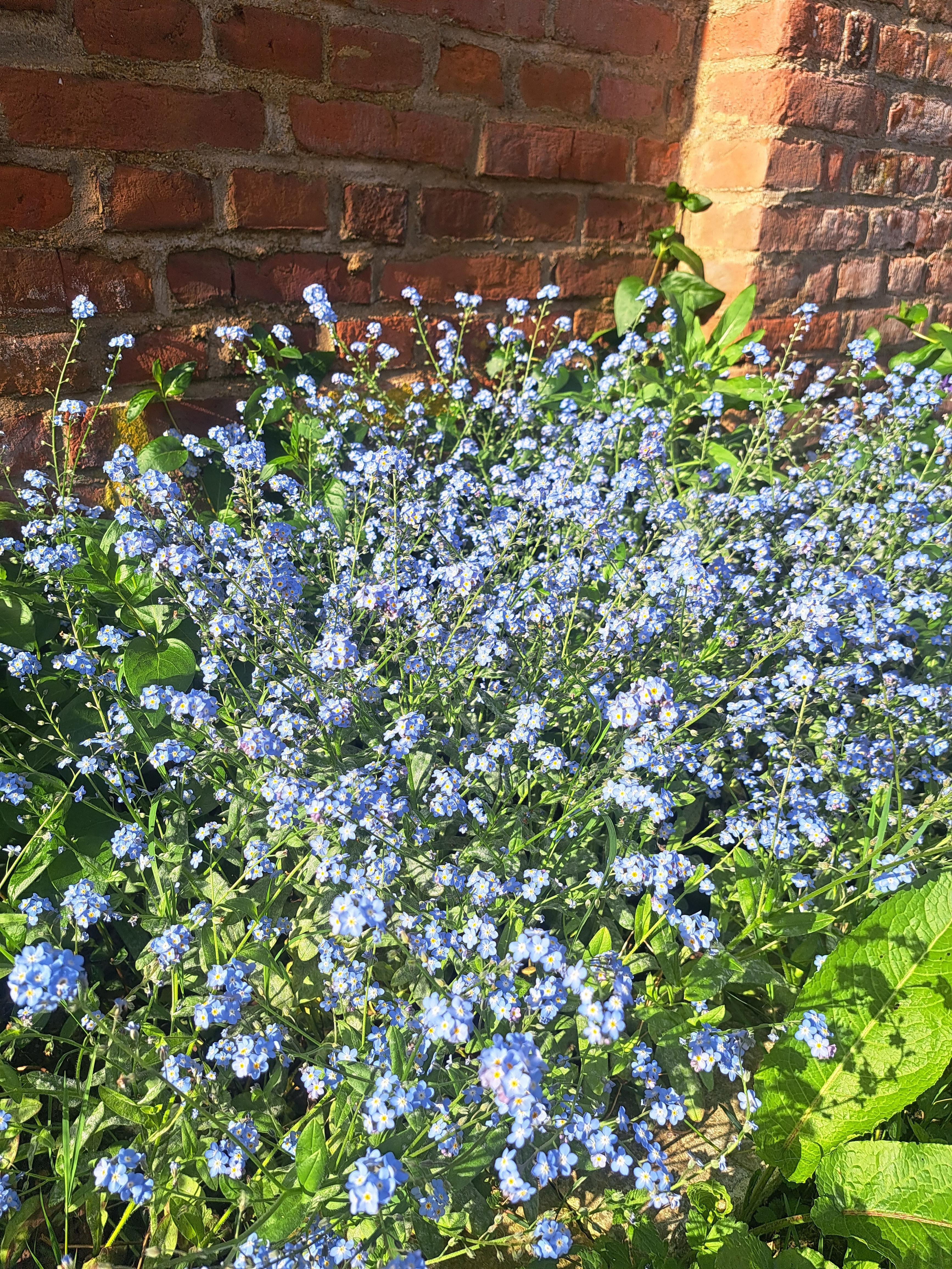troc de troc graines de myosotis image 0