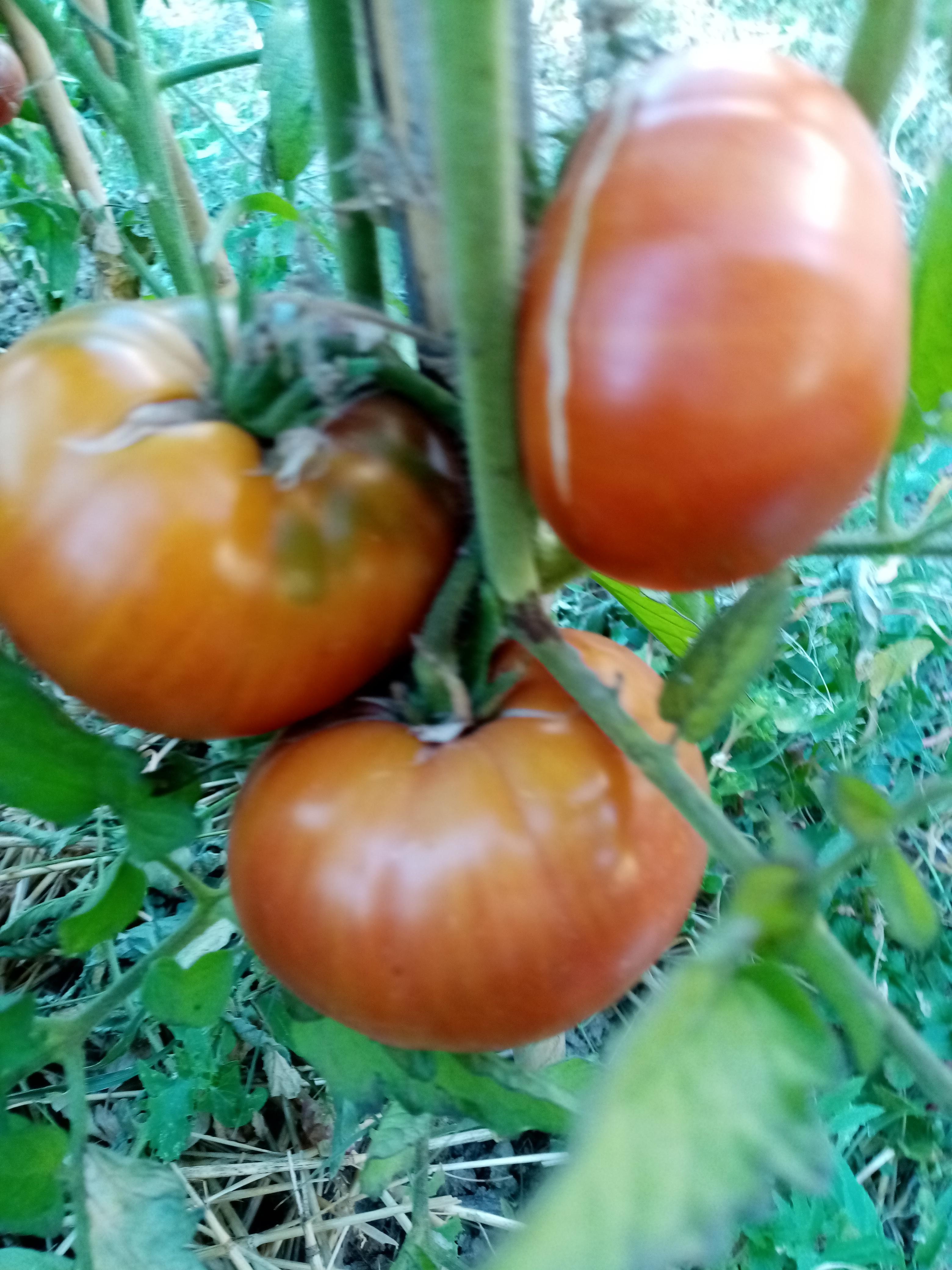 troc de troc graines tomate  noir -bio image 0