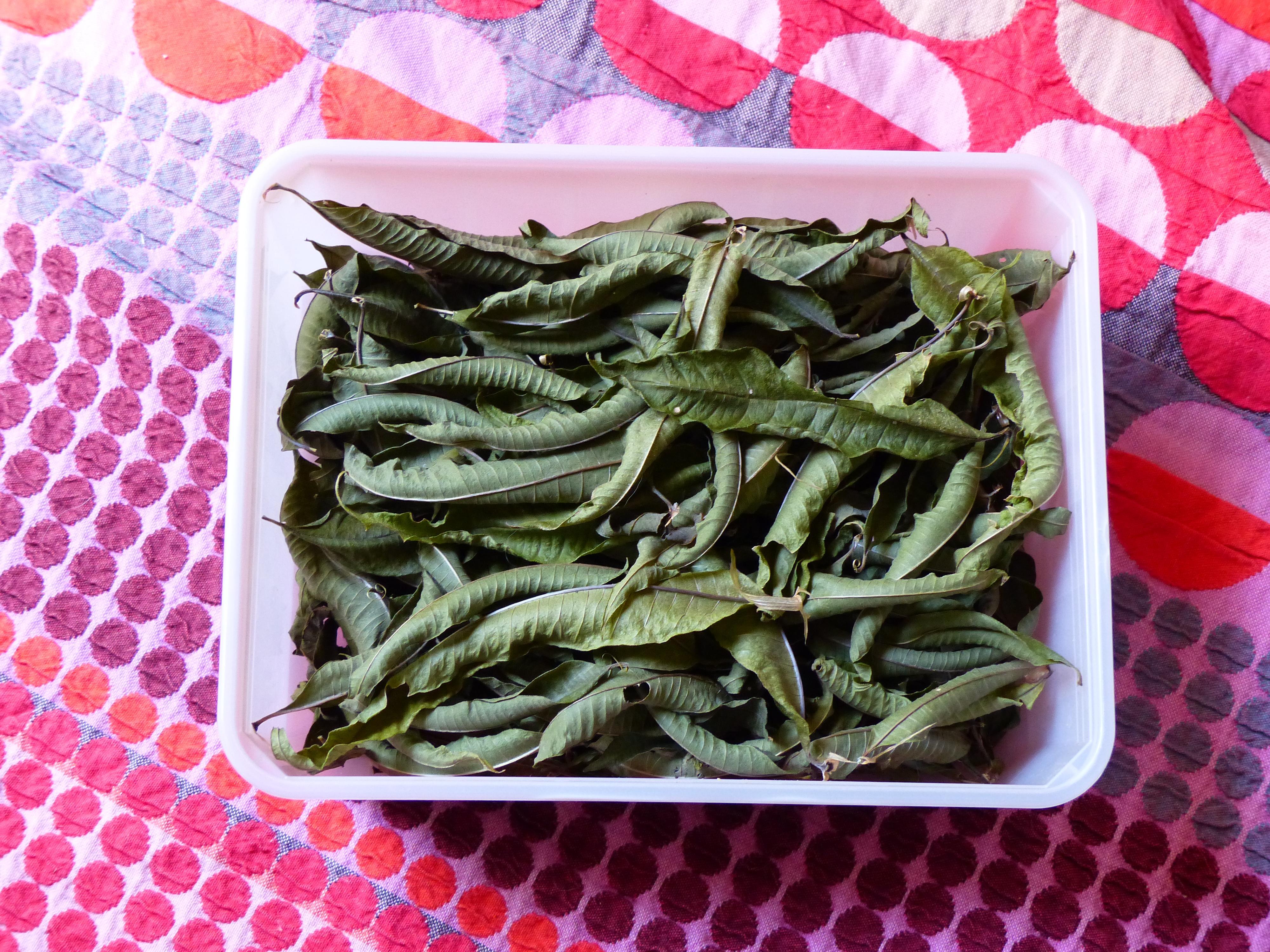 troc de troc verveine citronnée du jardin image 0