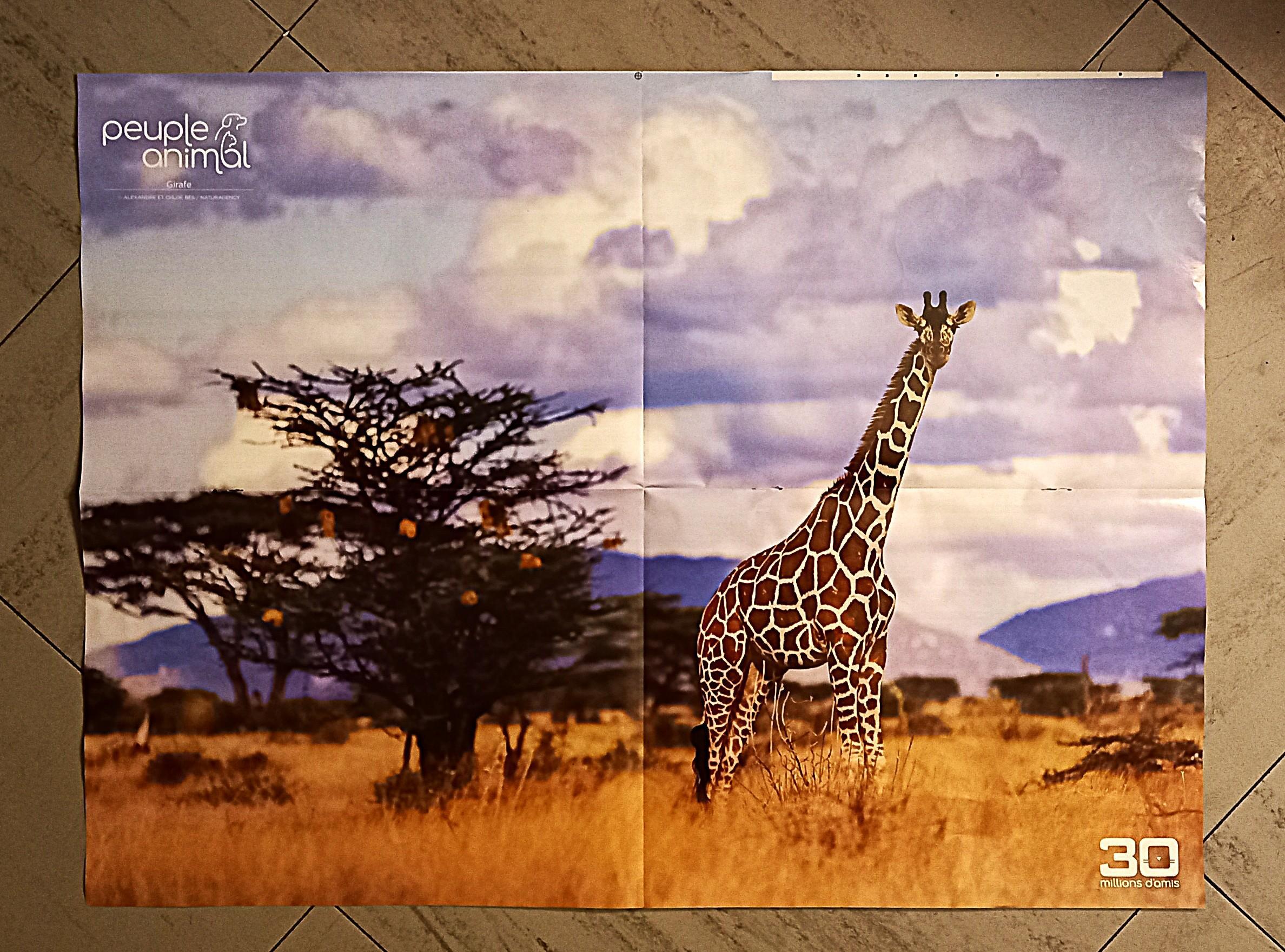 troc de troc poster girafe. image 0
