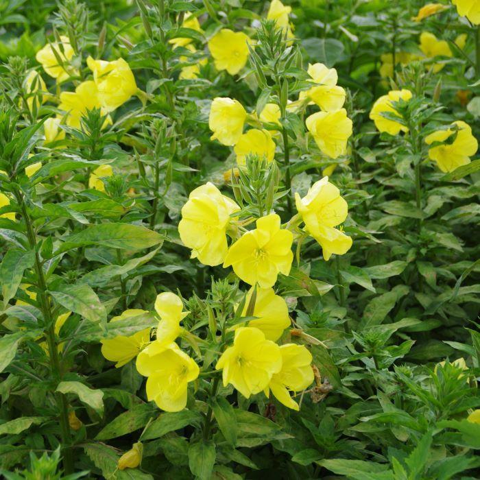 troc de troc graines d'onagre image 0