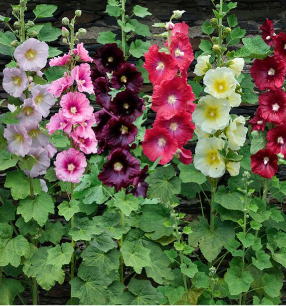 troc de troc graines de roses trémières image 0