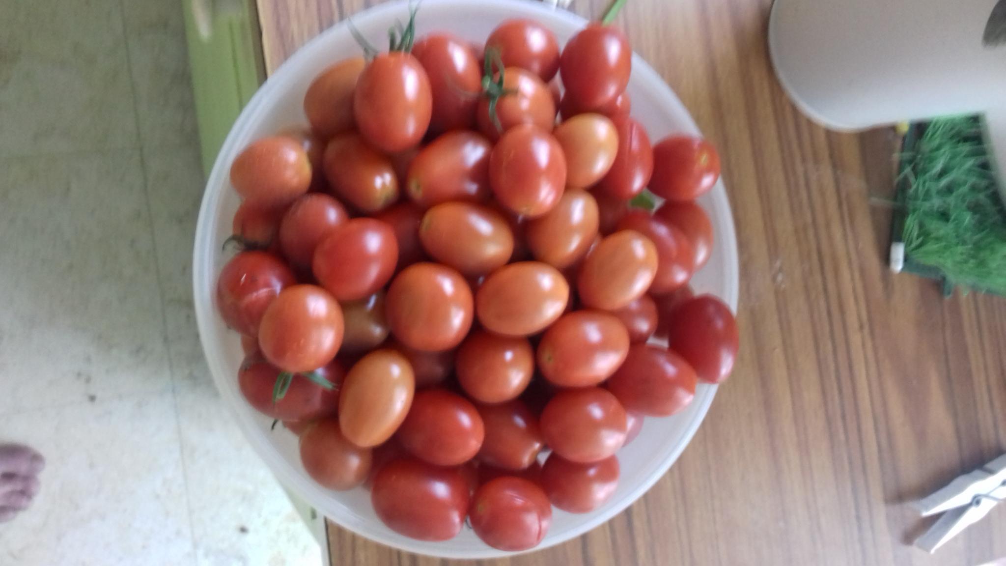 troc de troc tomate cerise image 0