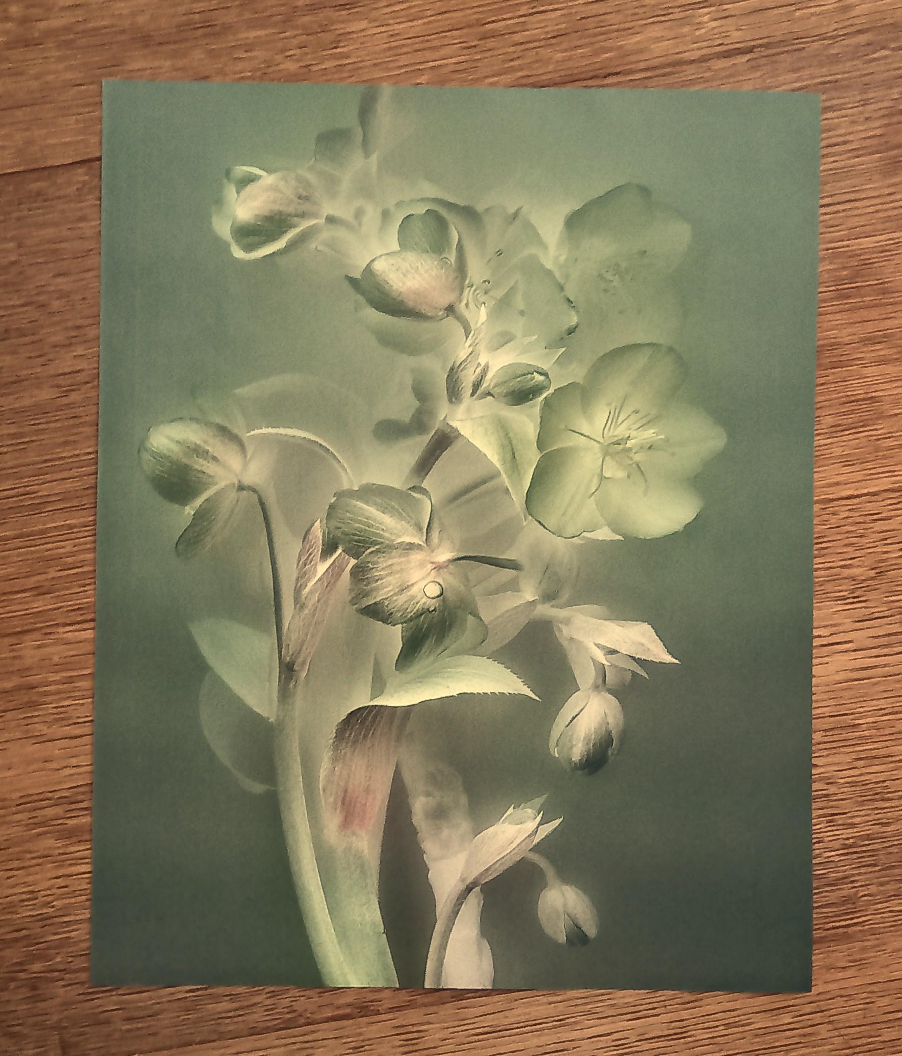 troc de troc affiche "les plantes". image 0