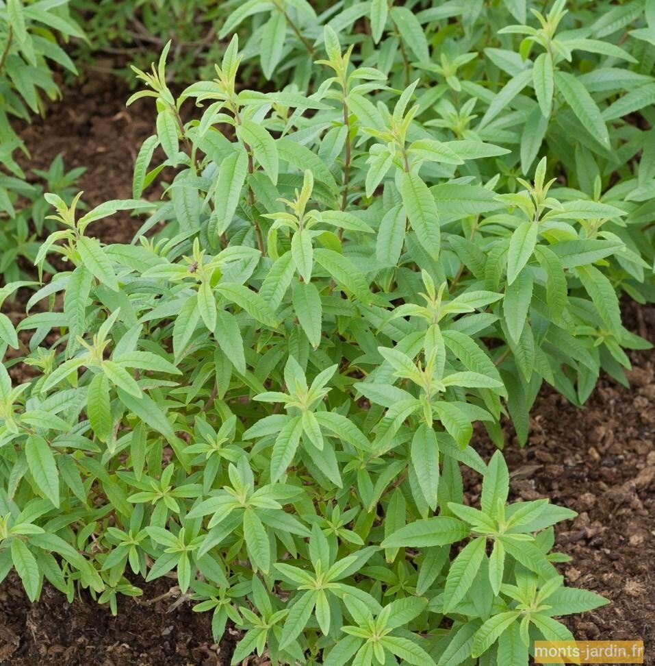 troc de troc verveine citronnée image 0