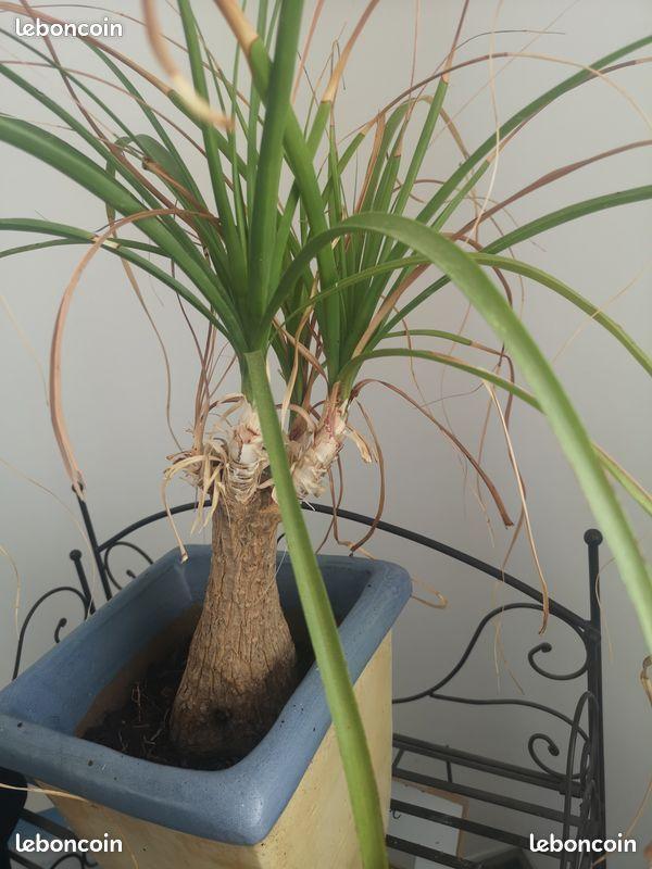 troc de troc echange  dracaena et  beaucarnéa contre yuccas  cactus image 0