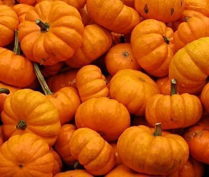 troc de troc graines de courge jack be little - pomarine bio image 0