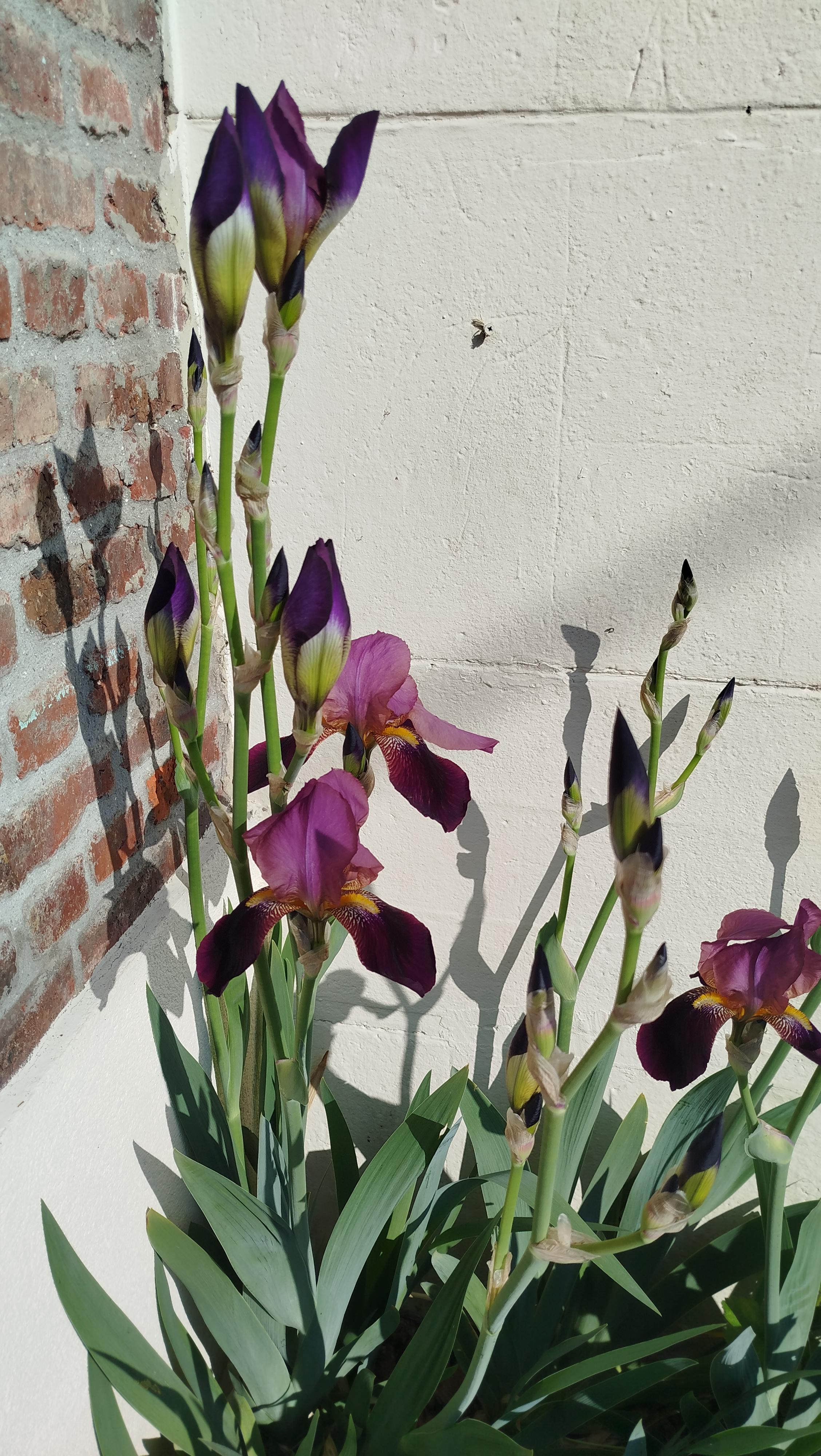 troc de troc iris image 0