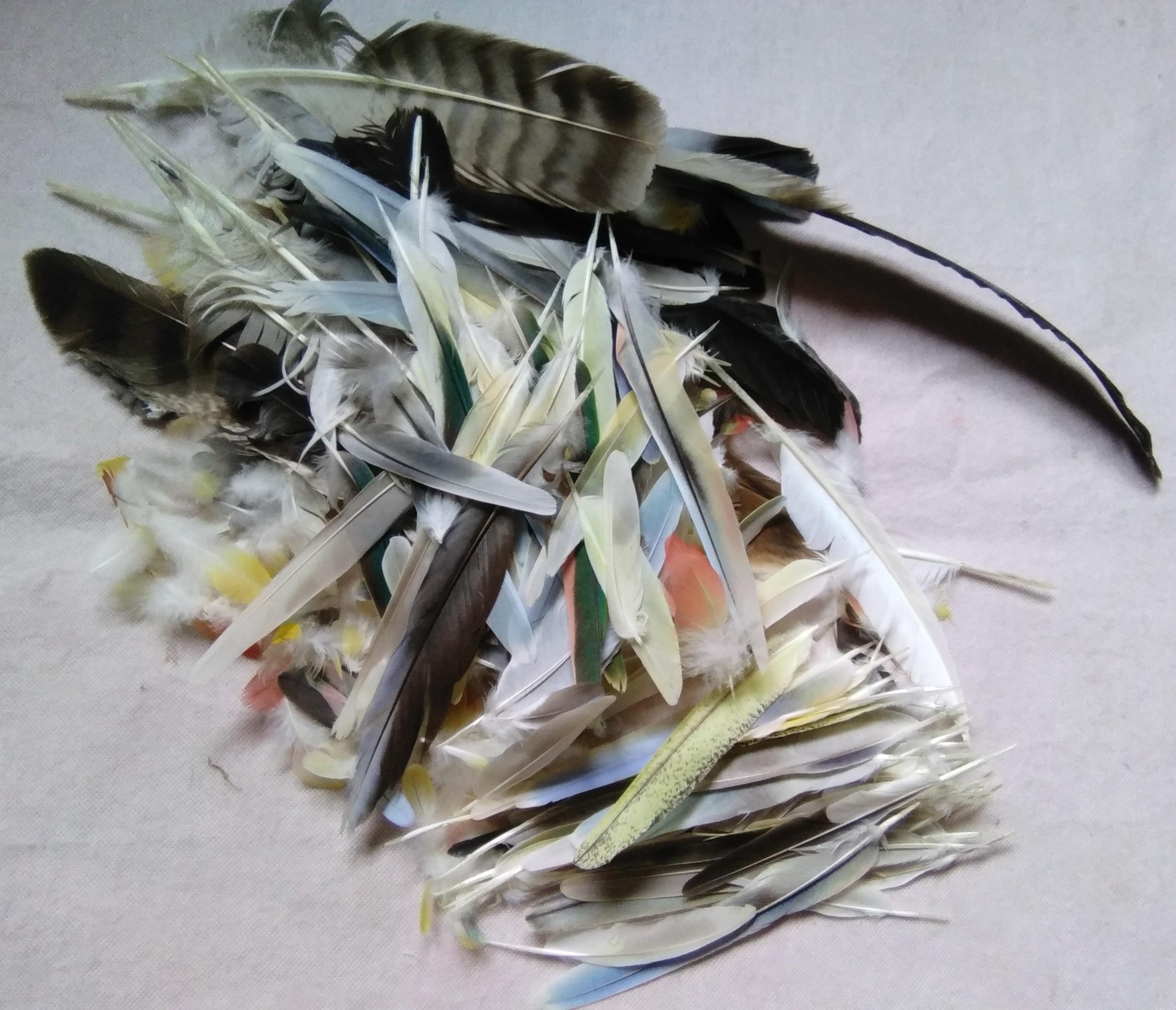 troc de troc lot plumes oiseaux, .... très bon état image 0