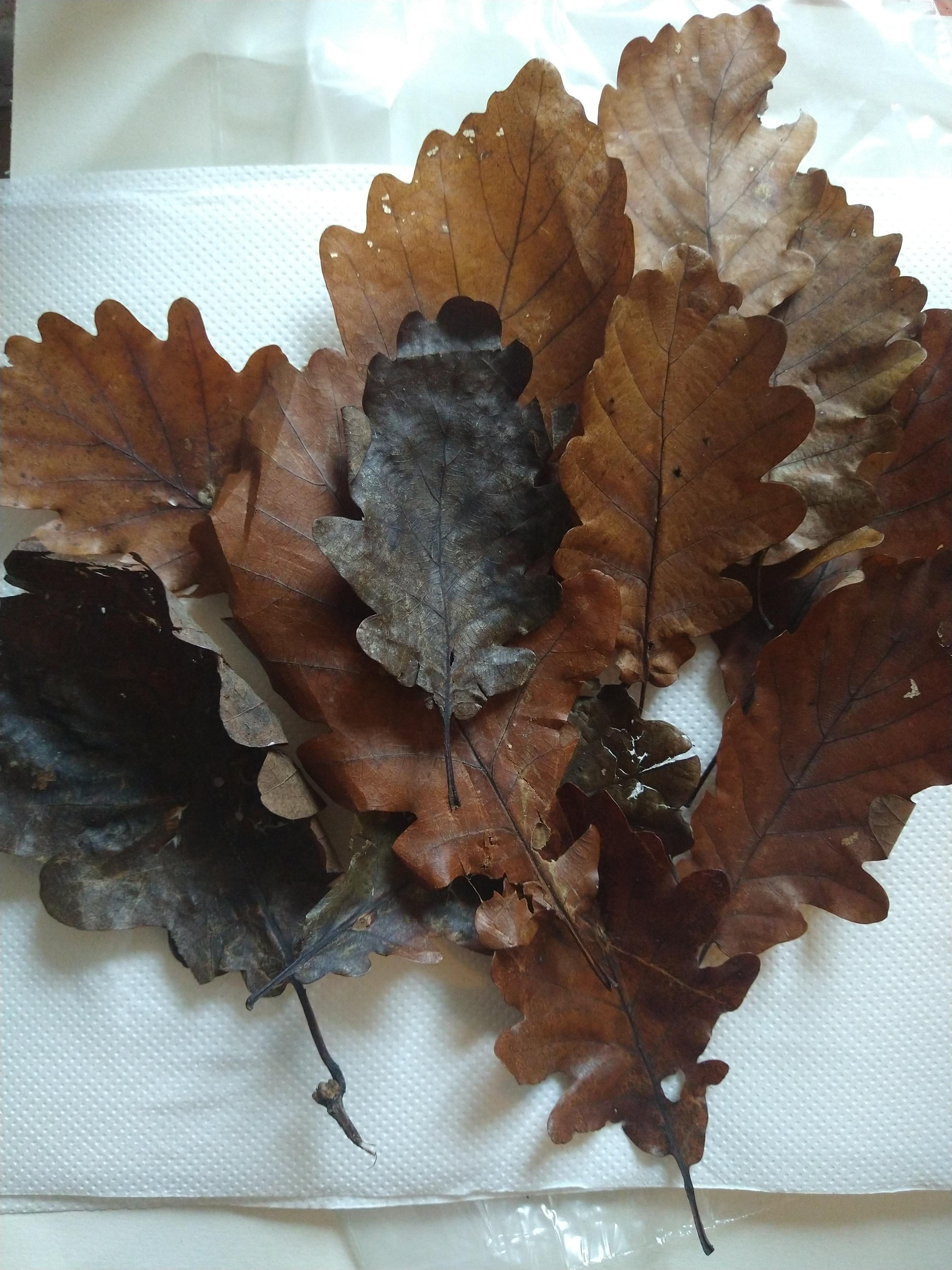 troc de troc 15 feuilles de chêne préservées image 0