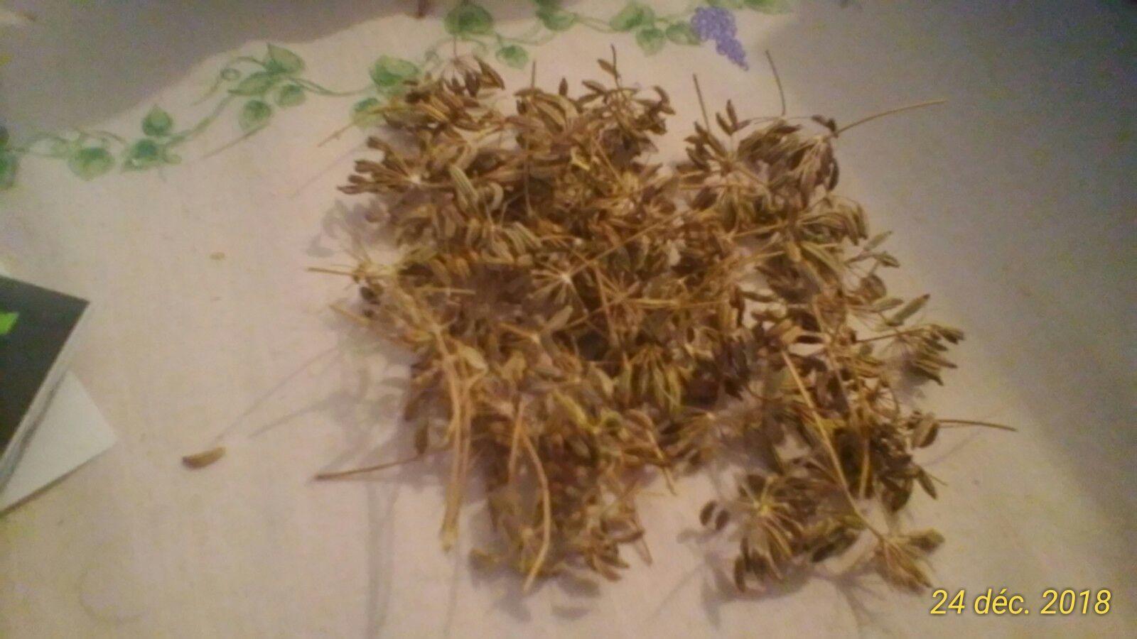 troc de troc graines de fenouil image 0