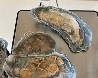 troc de troc recherche coquillages creux image 1