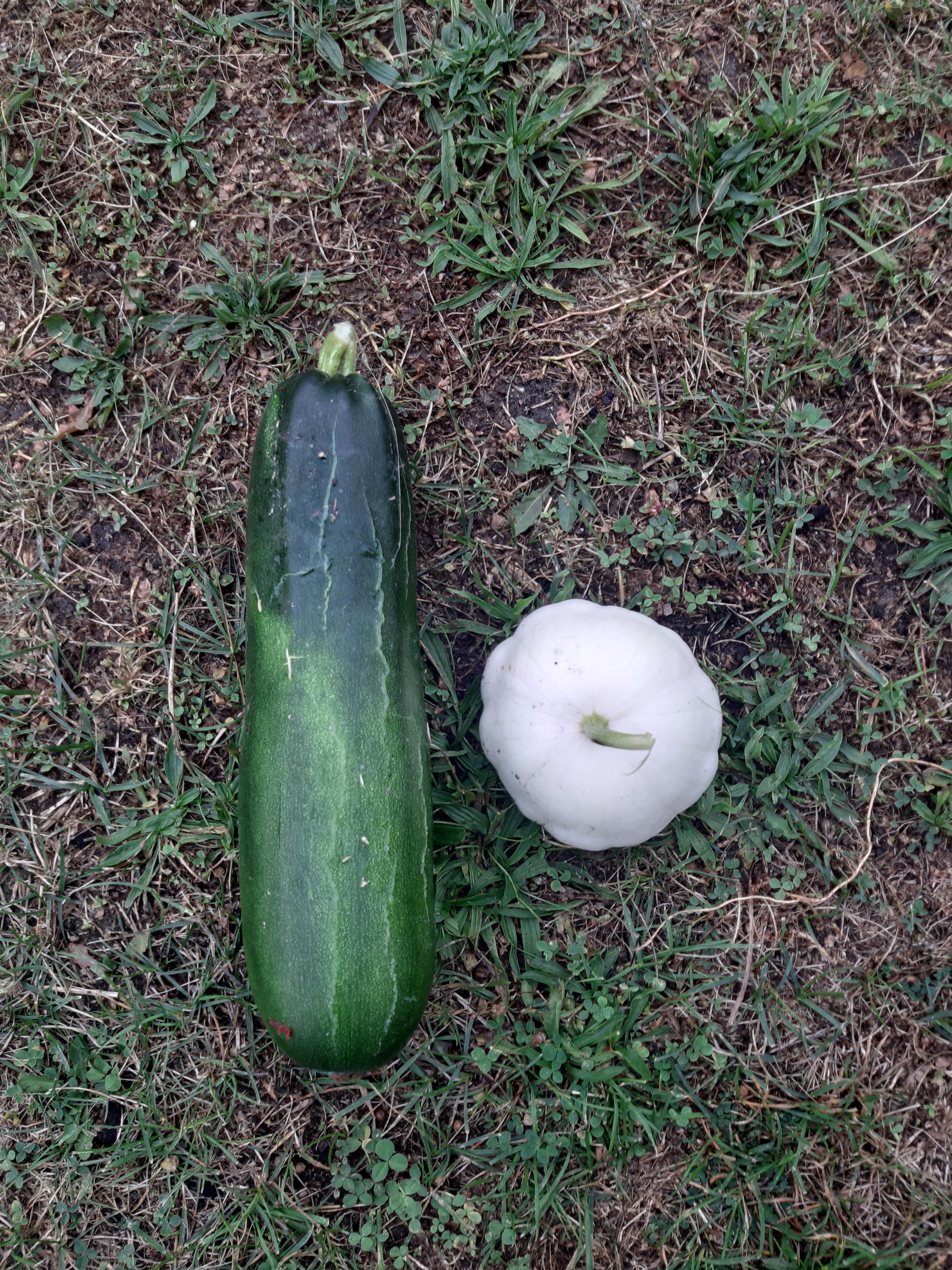 troc de troc courgette / patisson image 0