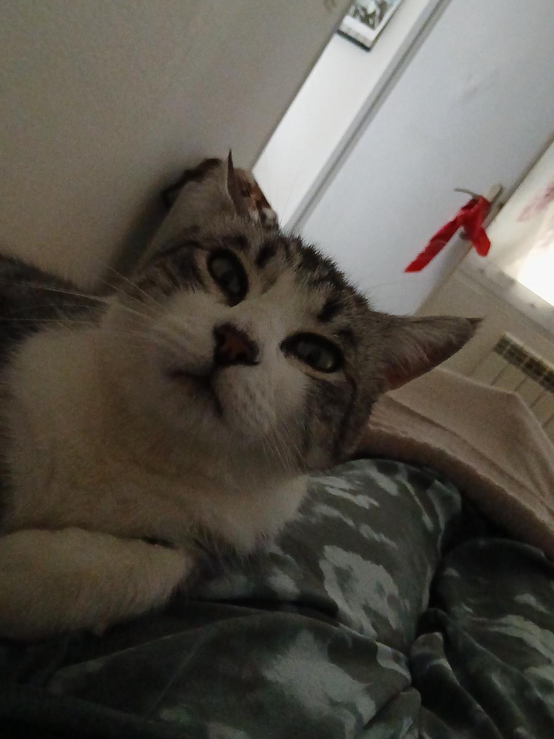 troc de troc cage de transport pour mon chat tigri image 2