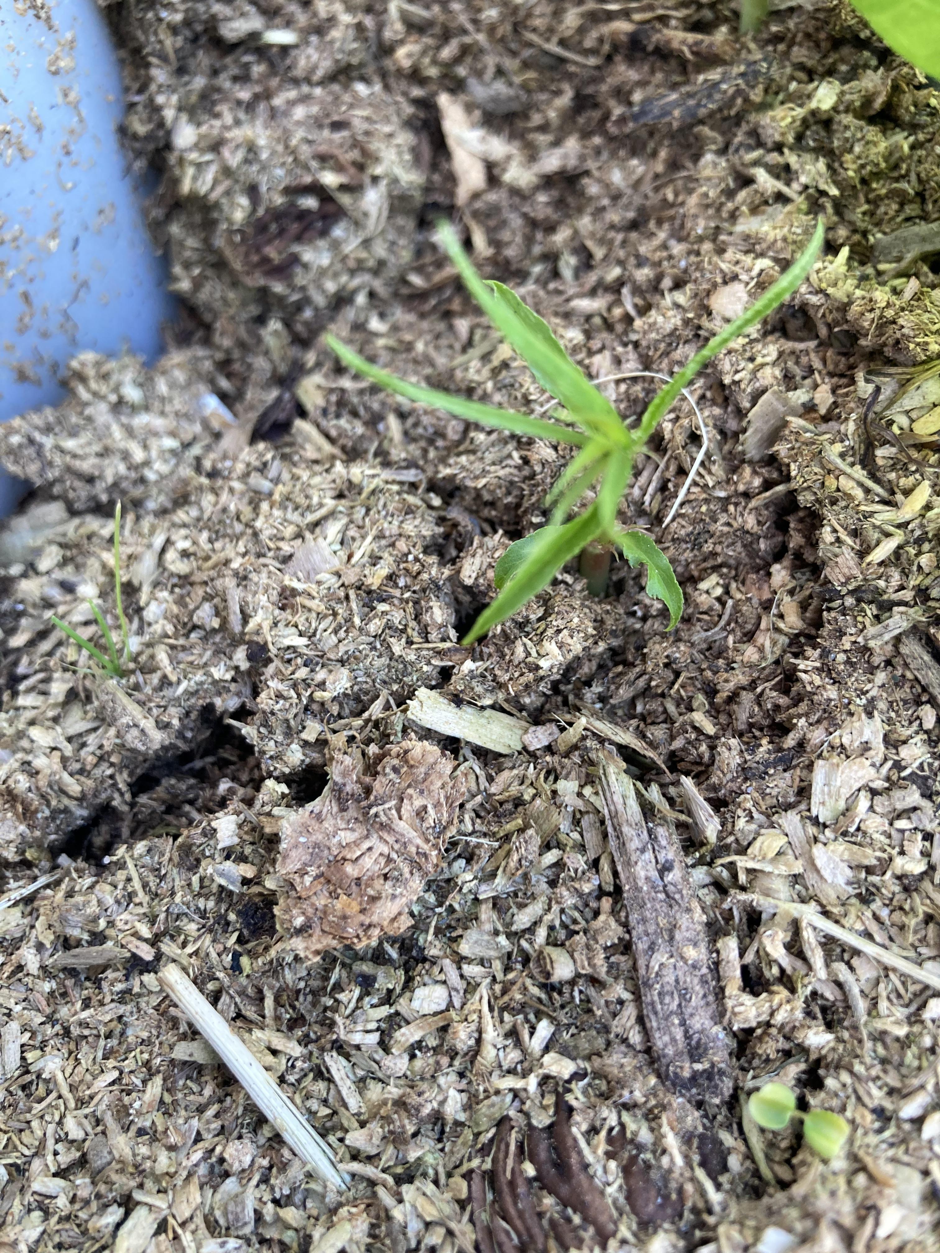 troc de troc noyau de pêche germé image 1