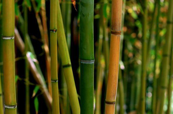 troc de troc propose bambou image 0