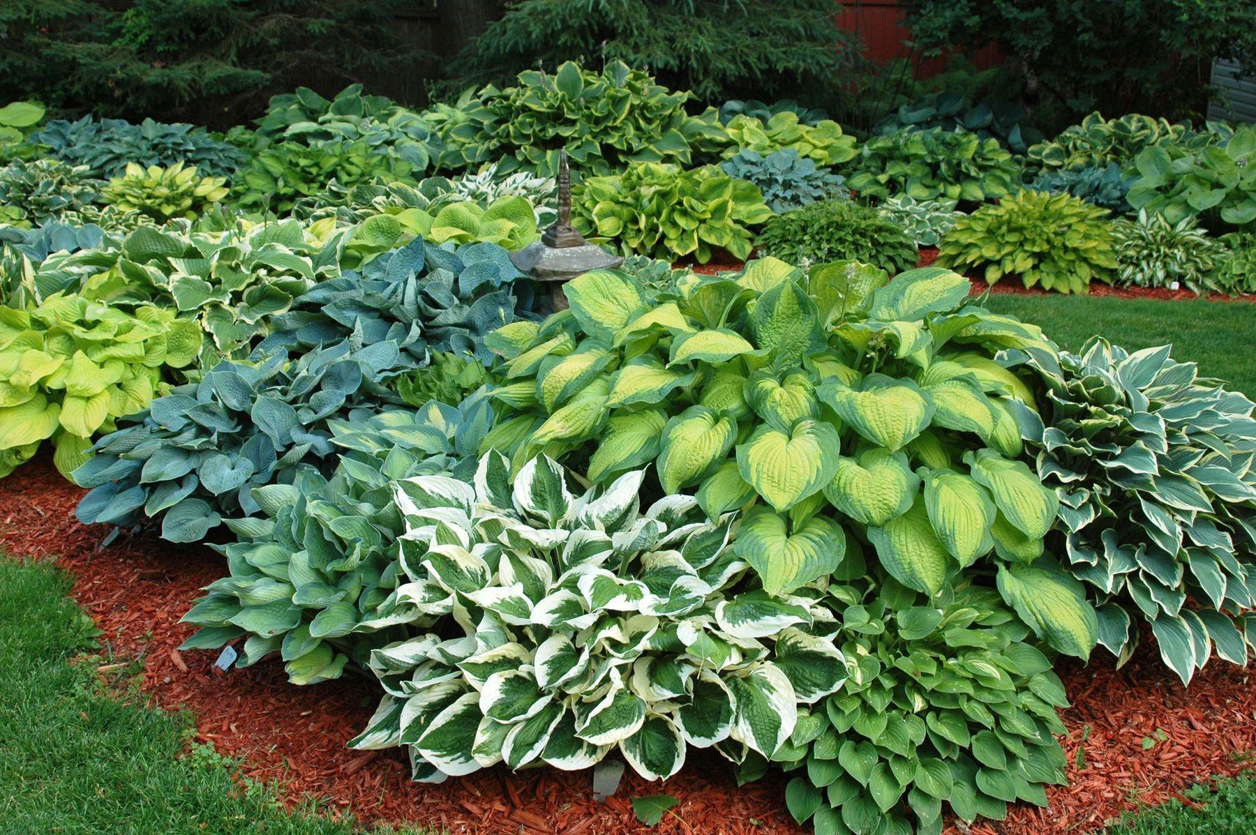 troc de troc "recherche" hostas image 0