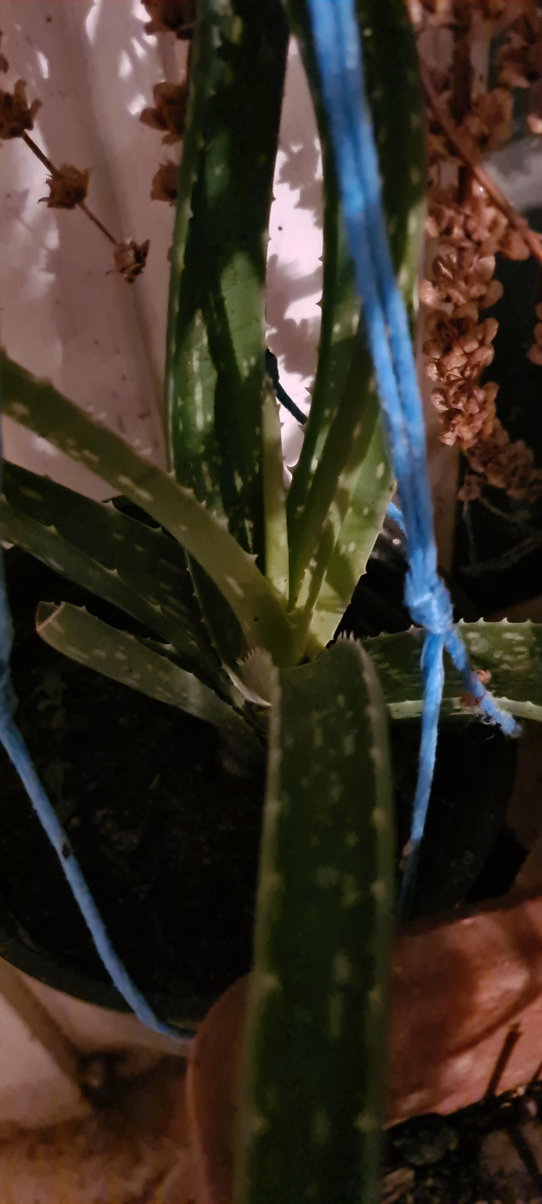 troc de troc aloe verra image 1